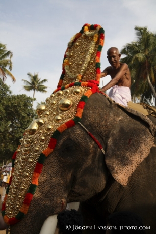 Elephantparade Kerala India