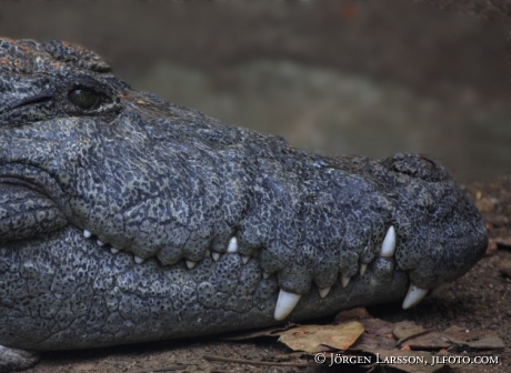 Krokodil Neyyardammen Kerala Indien