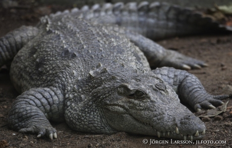 Krokodil Neyyardammen Kerala Indien