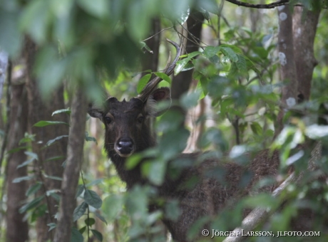 Deer Neyyar Kerala India