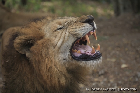 Asiatic lion 