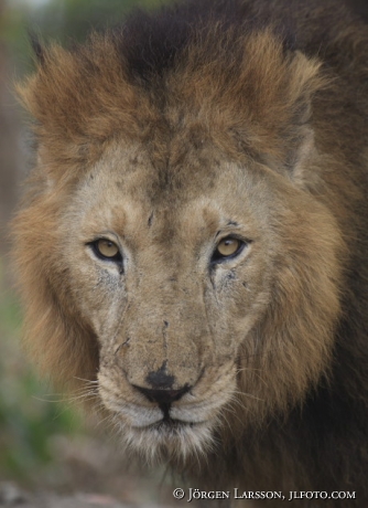 Asiatic lion 