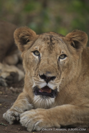 Asiatic lion 