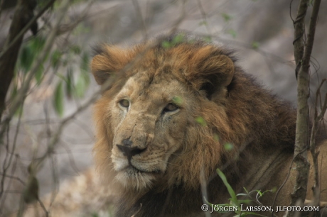 Asiatic lion 