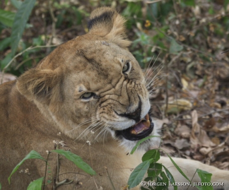 Asiatic lion 