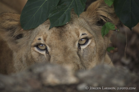 Asiatic lion 