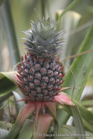 Ananas Kerala Indien