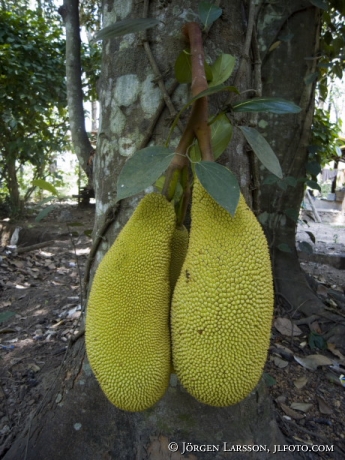 Jackfruit Kerala Indien