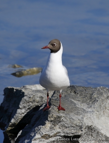 Black-Headed Gull