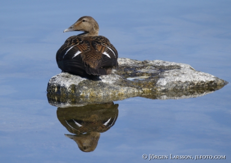 Eider Somateria mollissima 