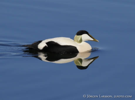 Eider Somateria mollissima 