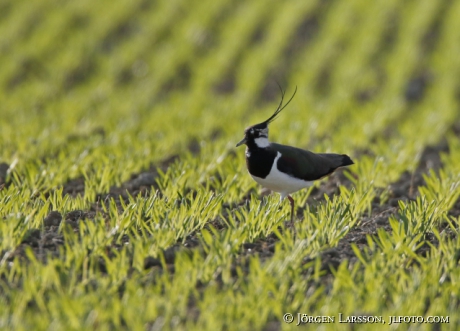 Lapwing, Vanellus vanellus,