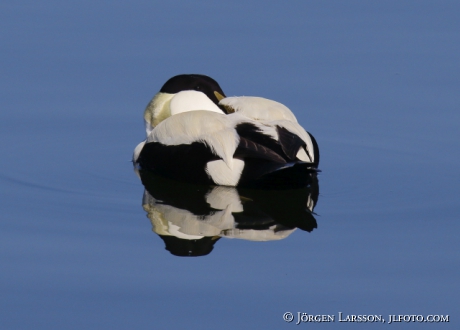 Eider Somateria mollissima 