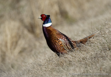 Pheasant  Phasanicus colchicus