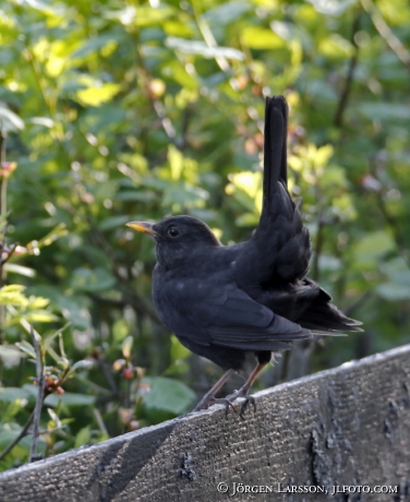  Blackbird, Turdus merula