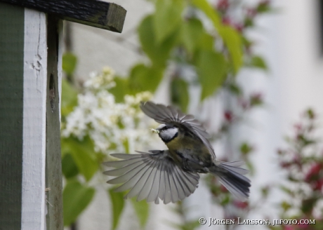 Blue tit