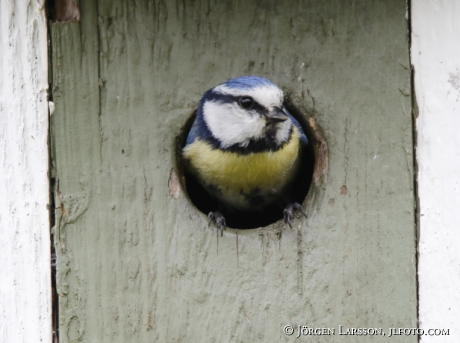 Blue Tit  Parus caeruleus