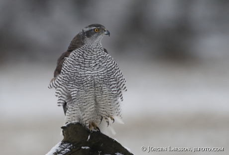 Goshawk Accipiter gentilis