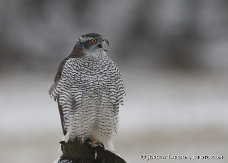 Goshawk Accipiter gentilis