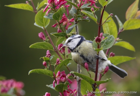 Blue Tit  Parus caeruleus