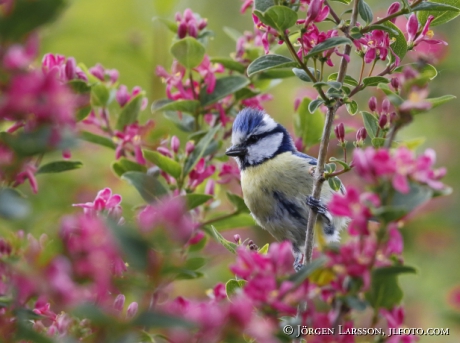 Blue Tit  Parus caeruleus