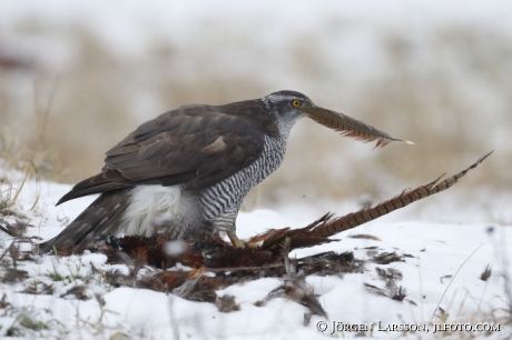 Goshawk Accipiter gentilis