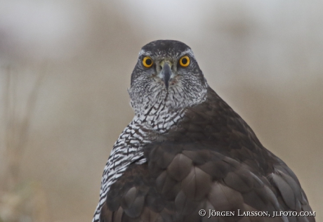 Goshawk Accipiter gentilis