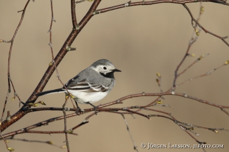 Wagtail Motacilla-alba