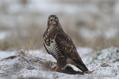 Common Buzzard, Buteo buteo,