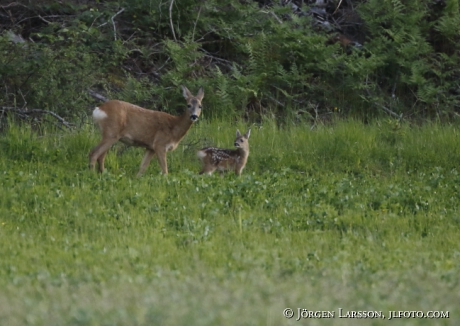  Roe deer Capreolus capreolus