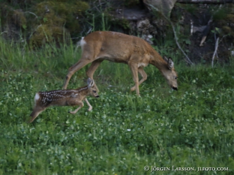  Roe deer Capreolus capreolus