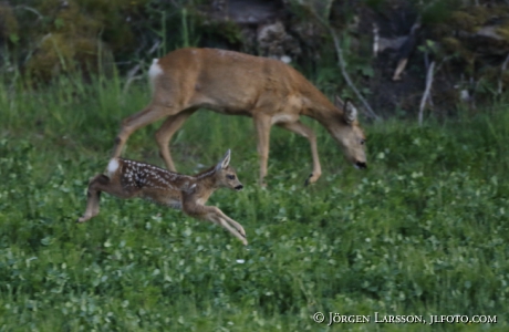  Roe deer Capreolus capreolus