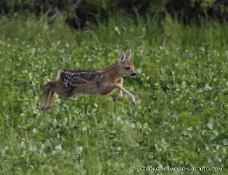  Roe deer Capreolus capreolus