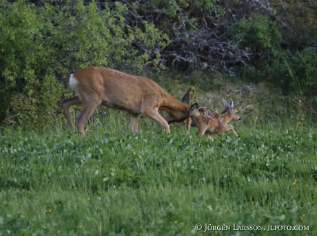  Roe deer Capreolus capreolus