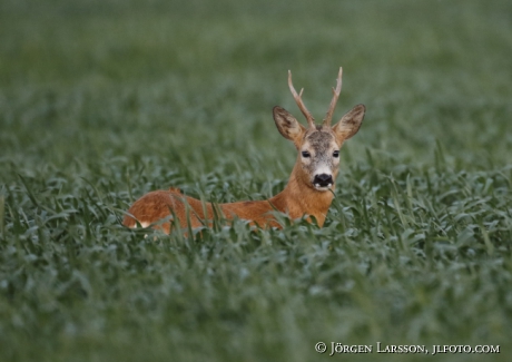  Roe deer Capreolus capreolus