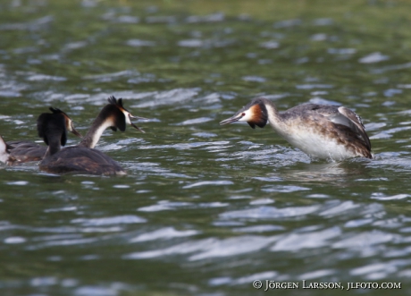 Great cristatus Grebe Podiceps cristatus