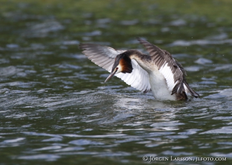 Great cristatus Grebe Podiceps cristatus