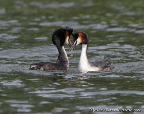 Great cristatus Grebe Podiceps cristatus