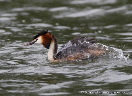 Great cristatus Grebe Podiceps cristatus