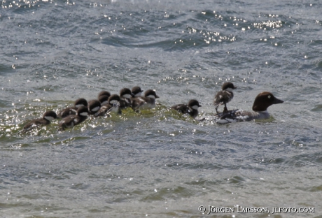 Golden eye Bucephala clangula with chicks 