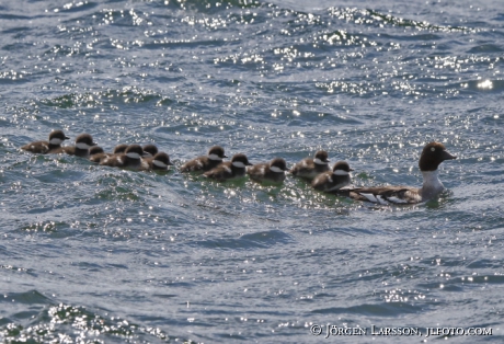 Golden eye Bucephala clangula with chicks 