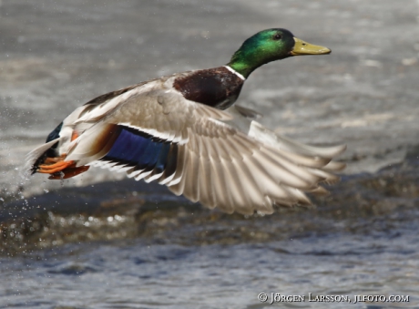 Mallard, Ana platyrhynchos,