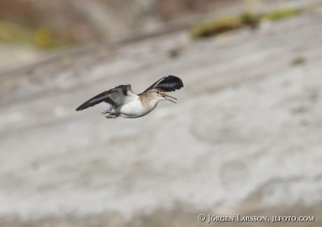 Common sandpiper, Actitis hypoleucos, 