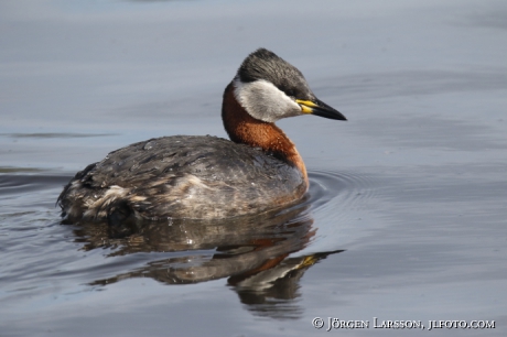 Red-Necked Grebe Podiceps grisegena