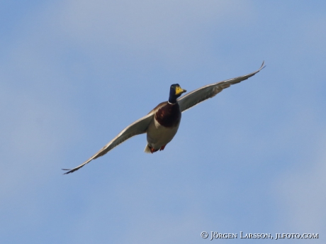 Mallard, Ana platyrhynchos, 