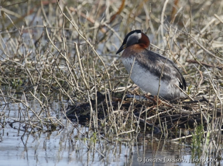 Red-Necked Grebe Podiceps grisegena