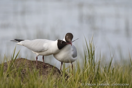 Black-Headed Gull