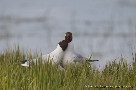 Black-Headed Gull