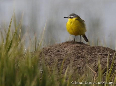 Yellow Wagtail  Motacilla flava