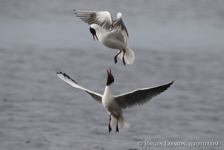 Black-Headed Gull